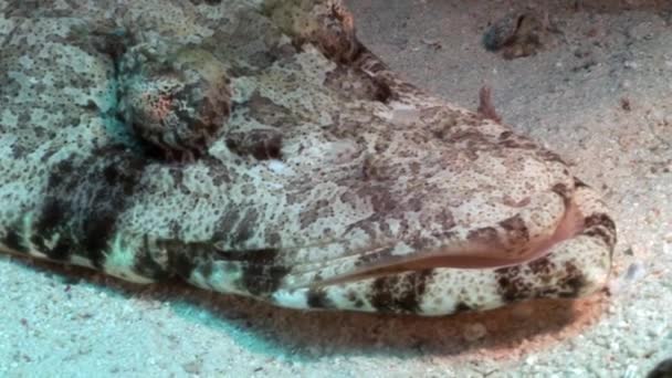 Tropická Krokodýlí ryby pod vodou Rudého moře. — Stock video