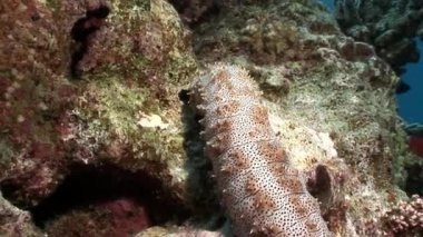 Mısır'daki Bohadschia Graeffei deniz salatalık su altında.