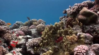 Balık sualtı Kızıldeniz Okulu.