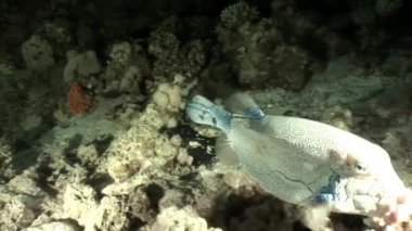Shaab Sharm dev kirpi balığı balık suyun altında.