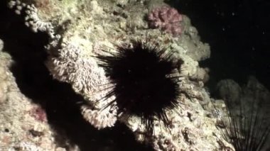 Deniz kestanesi Echinothrix diadema su altında siyah.