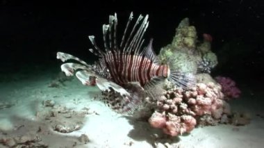 Dev predator ortak lionfish Pterois volitans su altında balık avı.