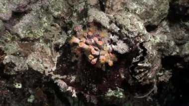 Sualtı video hakkında coral reef saf Kızıldeniz şeffaf sakin ol.