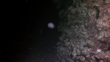 Su altında dinlenmek deniz doğada saf Kızıldeniz saydam hakkında video.