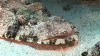 Timsah balık halı flathead sualtı Kızıldeniz.