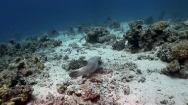 Dişlek dev kirpi balığı Arothron stellatus sualtı Shaab Sharm.