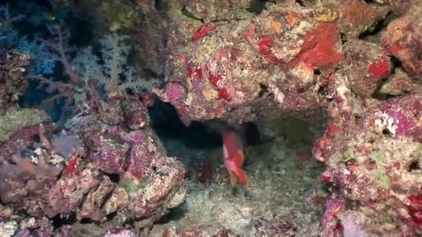 Underwater koppla video om Marina natur i ren transparent Röda havet. — Stockvideo