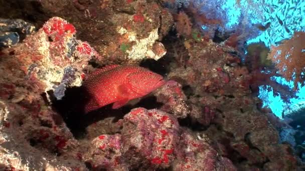 Poisson-mérou tacheté rouge vif dans les coraux sous-marins . — Video