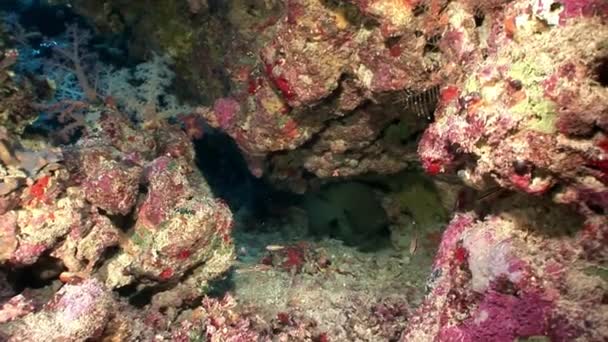 Pod wodą relaks wideo o morskich natura w czystej przejrzystego Morza Czerwonego. — Wideo stockowe