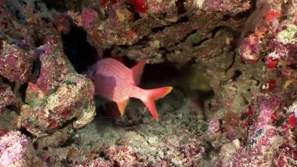 Ljusa röda fisk i koraller undervattens havet. — Stockvideo