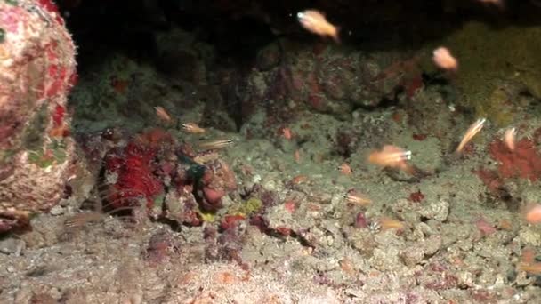 Undervattens Marina natur på bakgrund av vackra lagunen av Röda havet. — Stockvideo