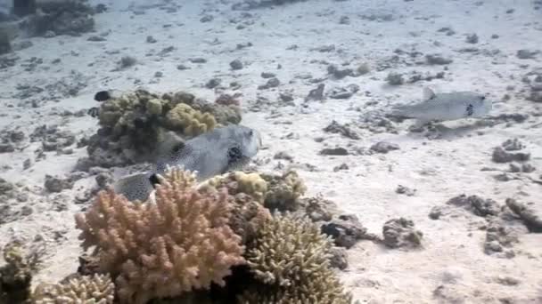 Pez globo gigante Arothron stellatus Tetraodontidae bajo el agua de Shaab Sharm . — Vídeo de stock