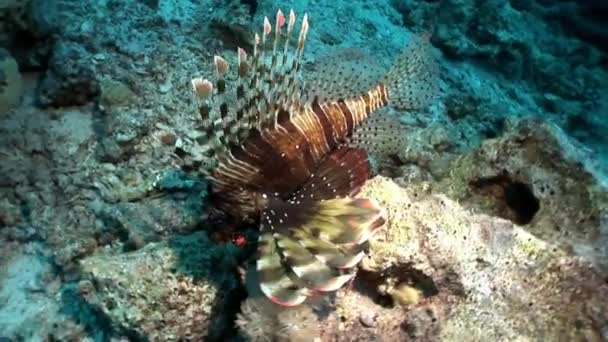 Giant striped poisonous fish Common lionfish Pterois volitans in Red sea. — Stock Video