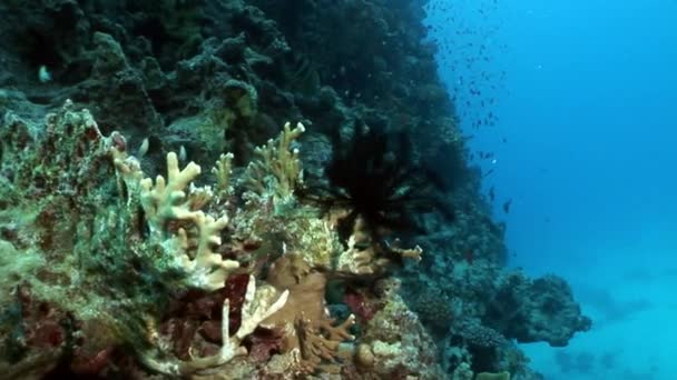 Unterwasser-Relax-Video über Seerose Oligometra serripinna von Shaab Sharm. — Stockvideo