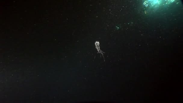 Unterwasser-Relax-Video über die Meeresnatur in reinem Transparent des roten Meeres. — Stockvideo