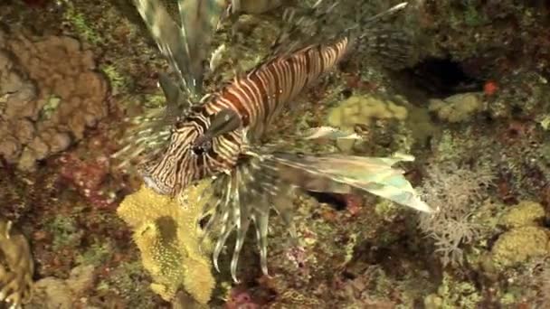 Randig giftig fisk gemensamma lionfish Pterois volitans på botten av Röda havet. — Stockvideo