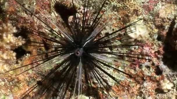 Black sea urchin Echinothrix diadema underwater. — Stock Video