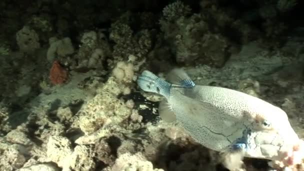 Reuze puffer vissen onderwater van Shaab Sharm. — Stockvideo
