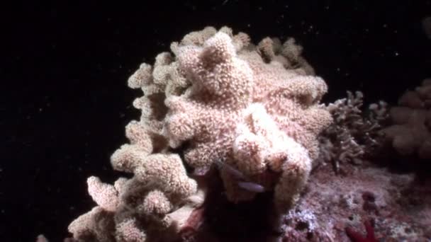 Underwater relax video about coral reef in pure transparent of Red sea. — Stock Video