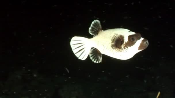 Masked puffer fish Arothron diadematus Tetraodontidae underwater of Shaab Sharm. — Stock Video