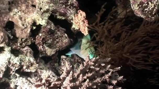 Rostiger Papageienfisch scarus ferrugineus lugt unter korallenrotem Meer hervor. — Stockvideo