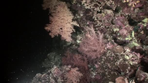 Onderwater koraal van de rode zee. — Stockvideo