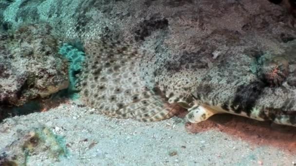 Pez cocodrilo Papilloculiceps longiceps bajo el agua Mar Rojo . — Vídeos de Stock