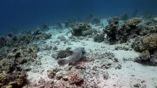 Dişlek dev kirpi balığı Arothron stellatus sualtı Shaab Sharm. — Stok video
