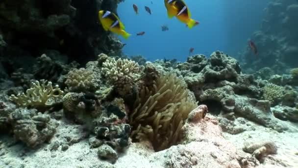 Skola av fish underwater Red sea. — Stockvideo