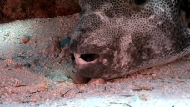 Dev kirpi balığı Arothron stellatus sualtı Shaab Sharm, Blowfish. — Stok video