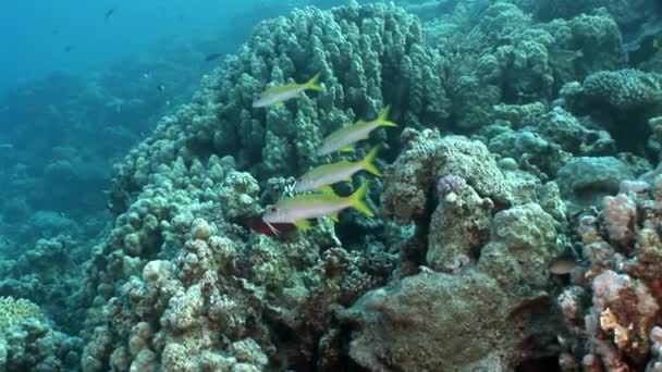 Coral subaquático do Mar Vermelho . — Vídeo de Stock