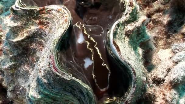 Çok katmanlı Tridacna Scuamose dev istiridye Red Sea'deki/daki ağır manto. — Stok video