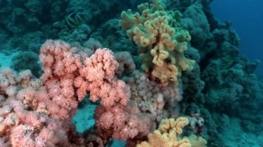 Sualtı mercan kırmızı deniz hakkında video sakin ol.