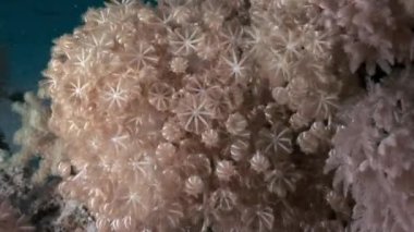 Sualtı mercan kırmızı deniz hakkında video sakin ol.