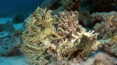 Sualtı mercan kırmızı deniz hakkında video sakin ol.