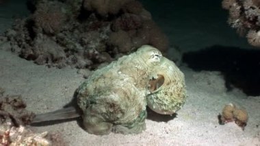 Sualtı Kızıldeniz alt beyaz ahtapot Aeginae ve üzerinde gizli sandy.