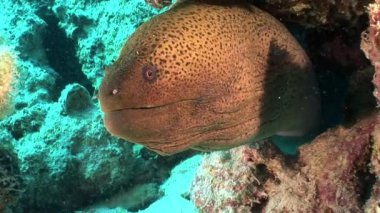 Dev Gymnothorax Javanicus moray eles Kızıldeniz saf şeffaf su.