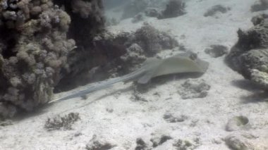 Bluespotted stingray Taeniura Lumma sualtı Kızıldeniz.