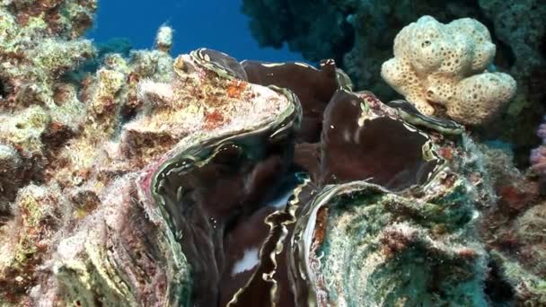 Vícevrstvé Tridacna Scuamose obří škeble s hustým rostlinným pláštěm v Rudém moři. — Stock video