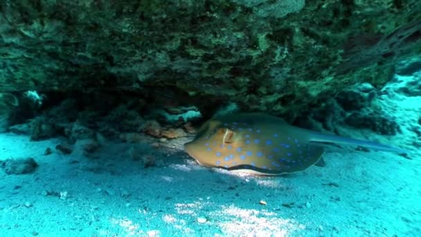 Bluespotted stingray Taeniura Lummou schovává pod korály pod vodou Rudého moře. — Stock video