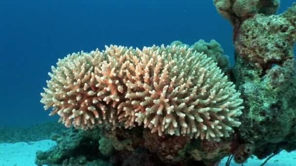 Video de relajación submarina sobre el arrecife de coral del Mar Rojo . — Vídeo de stock