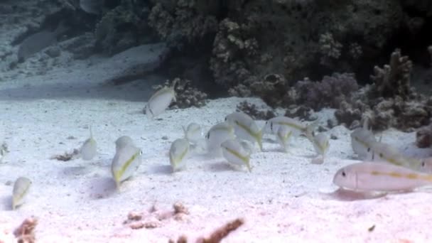 Okul Yellowstripe Goatfish Mulloides Flavolineatus balık sualtı Kızıldeniz. — Stok video