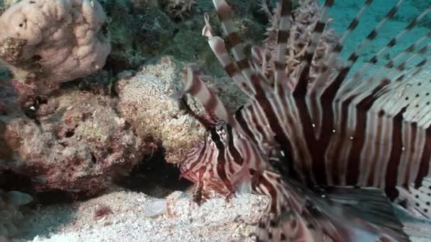 Gestreepte afkomstigvangiftige vis gemeenschappelijk lionfish Pterois volitans op bodem van de rode zee. — Stockvideo