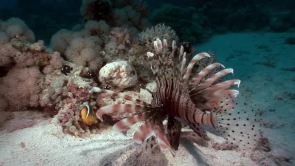 Gestreepte afkomstigvangiftige vis gemeenschappelijk lionfish Pterois volitans op bodem van de rode zee. — Stockvideo