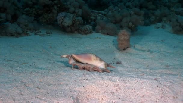 Seashell Strombes Lambis on sandy bottom underwater Red sea. — Stock Video