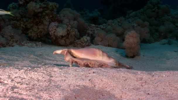 Seashell Strombes Lambis sobre fondo arenoso bajo el agua Mar Rojo . — Vídeos de Stock