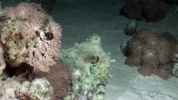 Pulpo blanco Aeginae y disfrazado en fondo arenoso bajo el agua Mar Rojo . — Vídeo de stock