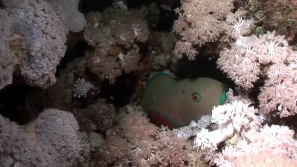 生锈的鹦嘴鱼 Scarus 为害吃珊瑚水下的红海. — 图库视频影像