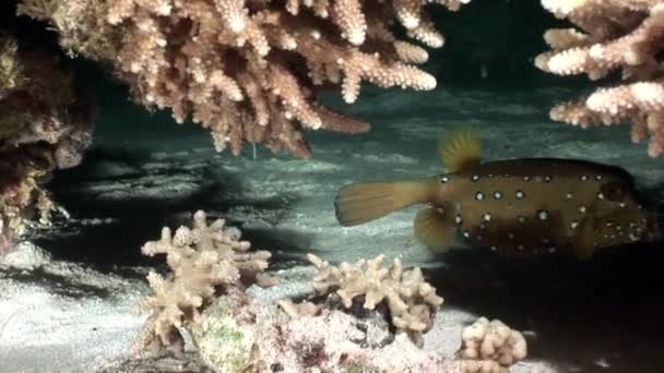 Peixe-boi-amarelo Ostraciidae com manchas escondidas nos corais do mar Vermelho . — Vídeo de Stock