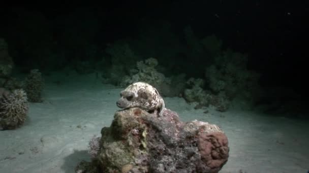 Weißer Oktopus aeginae getarnt auf sandigem Grund unter Wasser rotes Meer. — Stockvideo